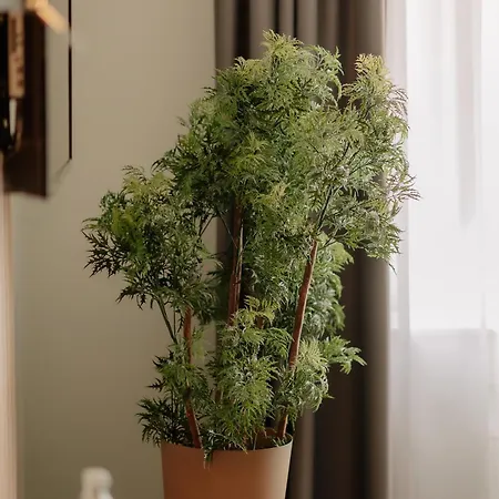 Stadthotel By Hackmann 4* בורקן